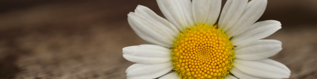 Daisy on brown background