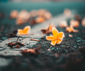 Small Orange Flowe